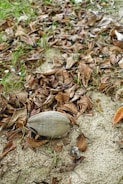 A dried coconut rests on the ground among a layer of brown, withered leaves. The earth is bare and slightly sandy, with patches of green grass peeking through the scattered leaves.