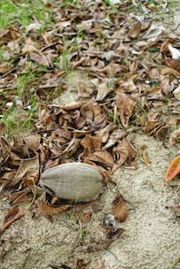 A dried coconut rests on the ground among a layer of brown, withered leaves. The earth is bare and slightly sandy, with patches of green grass peeking through the scattered leaves.