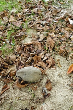 A dried coconut rests on the ground among a layer of brown, withered leaves. The earth is bare and slightly sandy, with patches of green grass peeking through the scattered leaves.