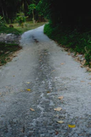 Wide shot of a freshly compacted natural pavement pathway surrounded by greenery.