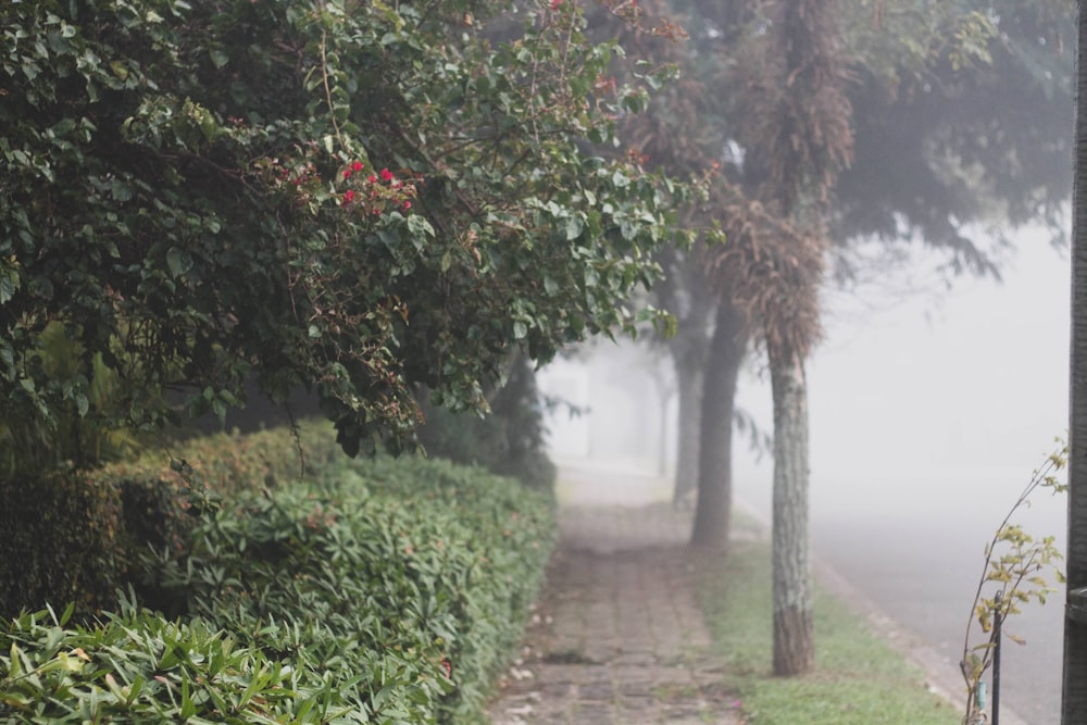 a foggy path with trees and bushes on either side