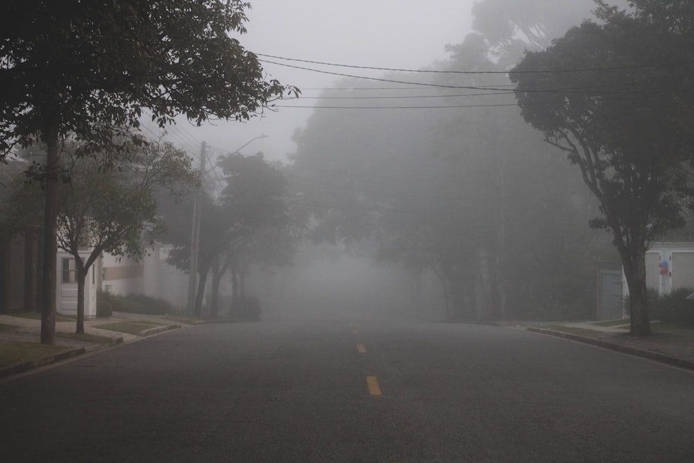 a foggy street with trees on both sides