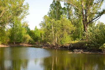 A serene natural scene featuring a calm, reflective body of water surrounded by dense, green foliage. Tall trees with lush leaves overhang the water, creating a tranquil environment. The sky above is clear and blue, adding to the peaceful ambiance.