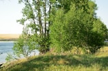 Volunteers planting trees along a riverbank during a bright spring day