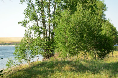 Volunteers planting trees along a riverbank, surrounded by lush greenery and calm waters.