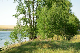 Volunteers planting native trees along a riverbank under a bright sky, symbolizing renewal and community effort.