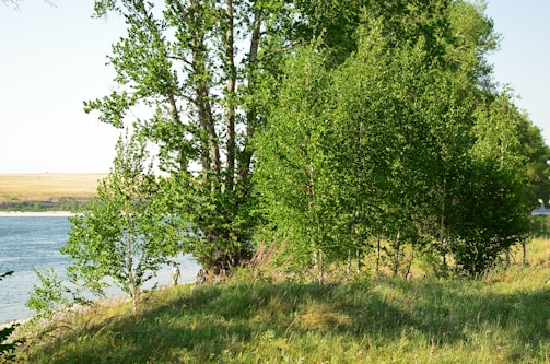 Volunteers planting native trees along a riverbank under a clear sky.