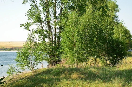 Volunteers planting native trees along a riverbank under a bright sky, symbolizing renewal and community effort.