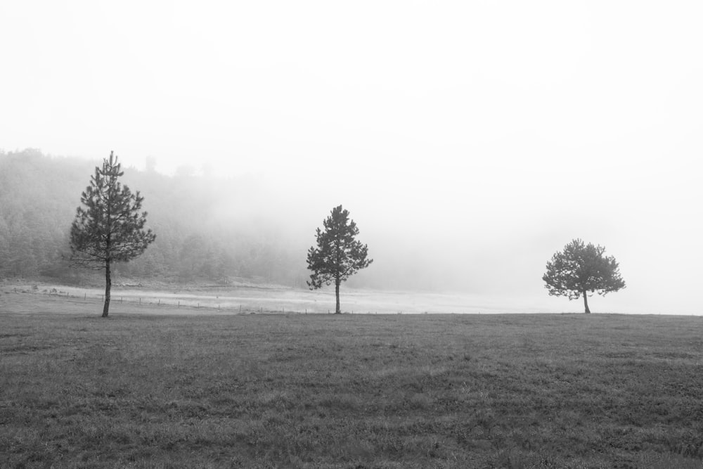 a black and white photo of trees in a foggy field