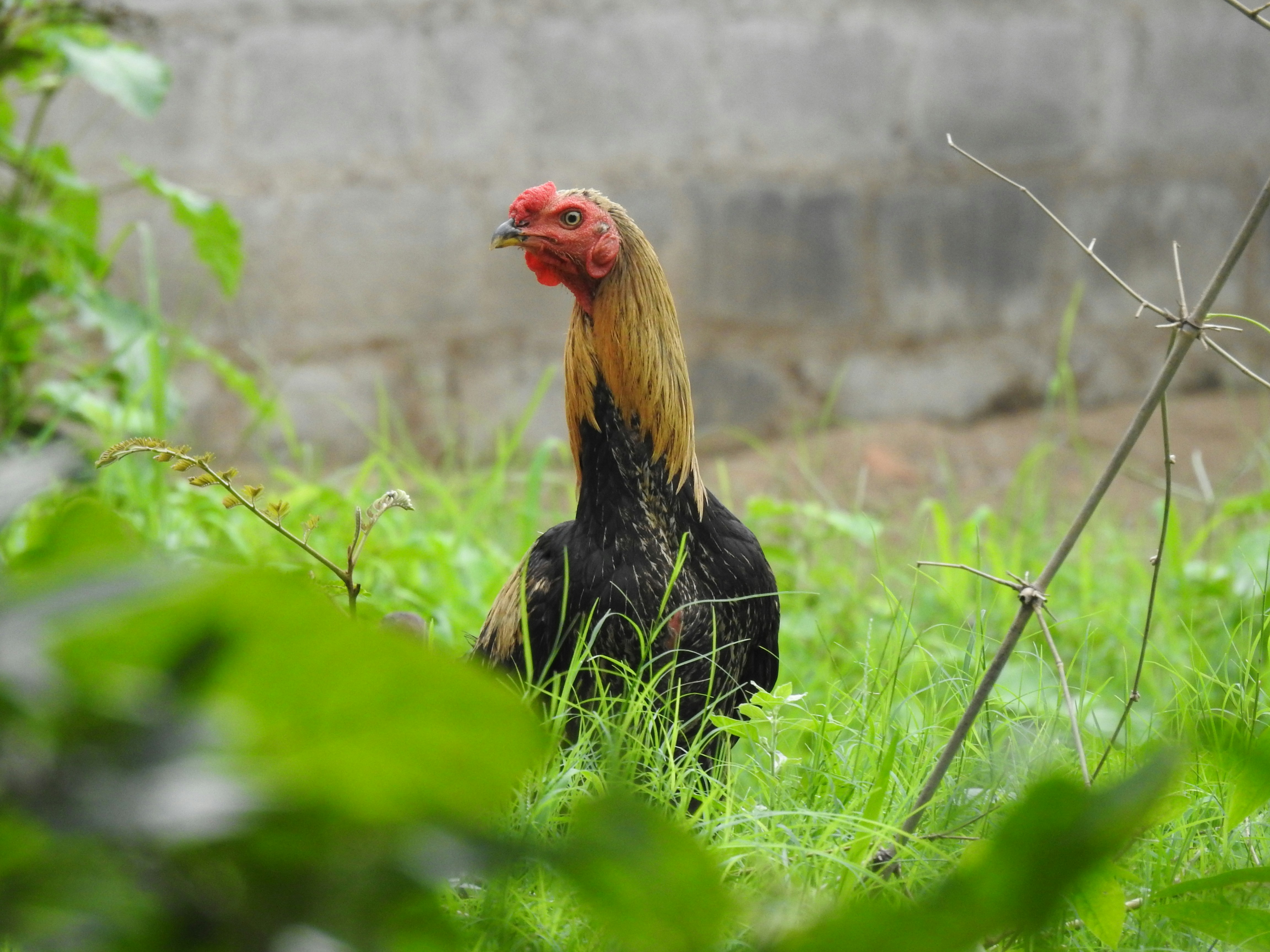 Don Pollo