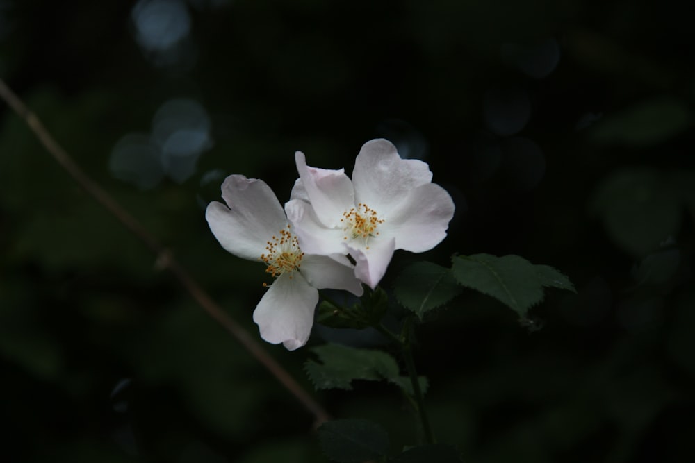 two white flowers with green leaves in the background