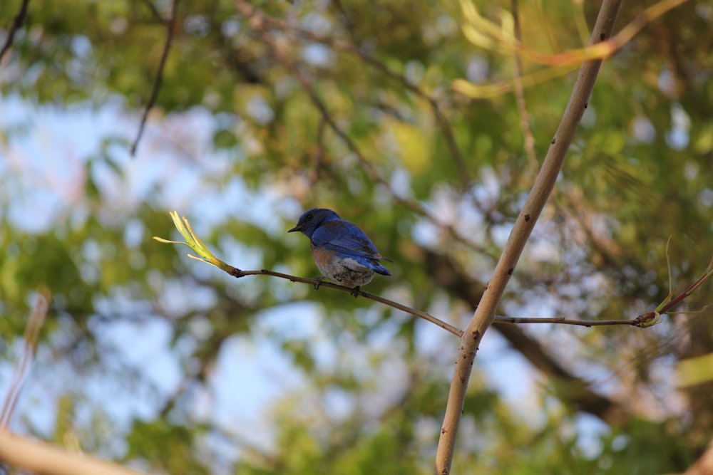 a blue bird sitting on a branch of a tree