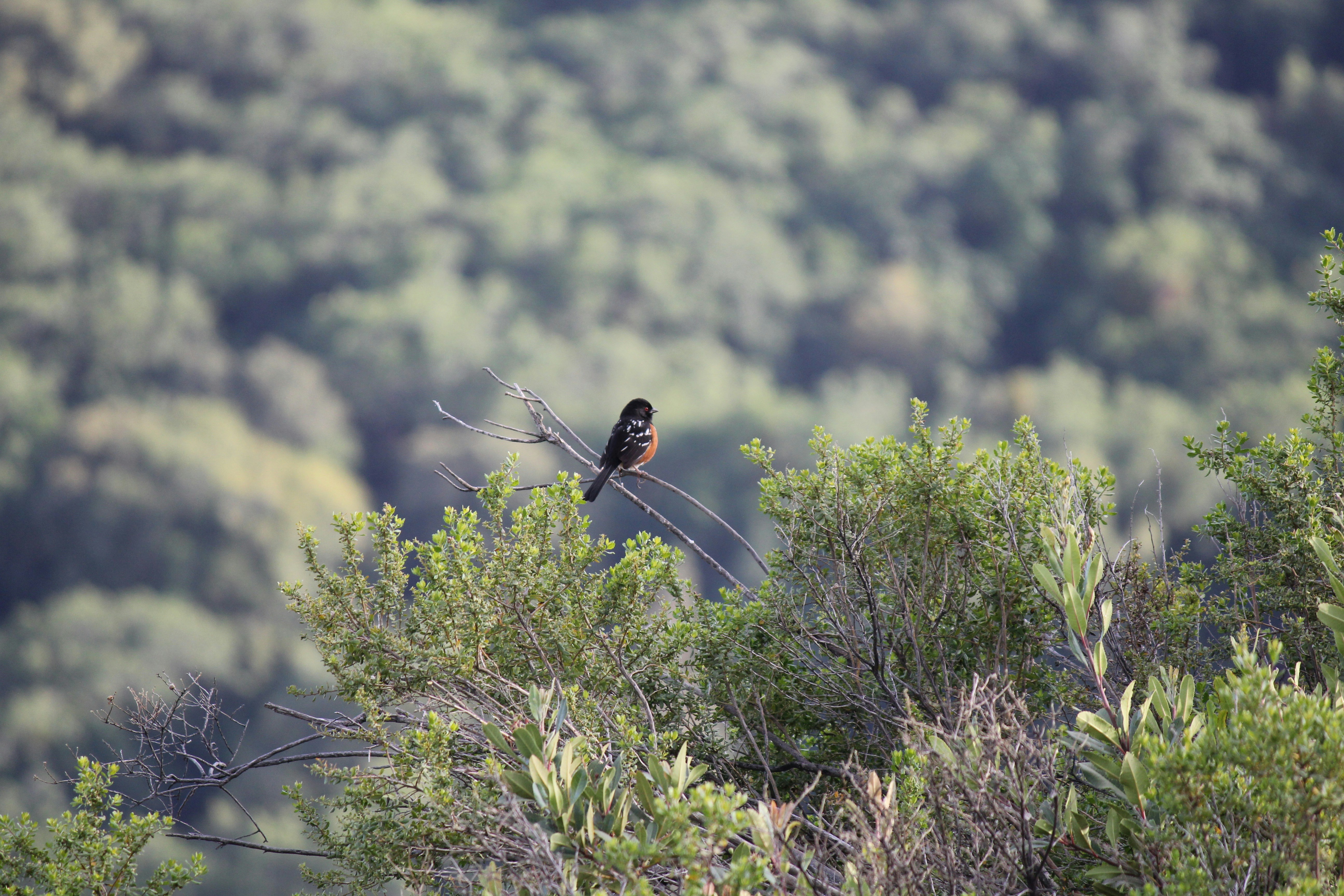 A spotted towhee resting on a branch in a forest.
