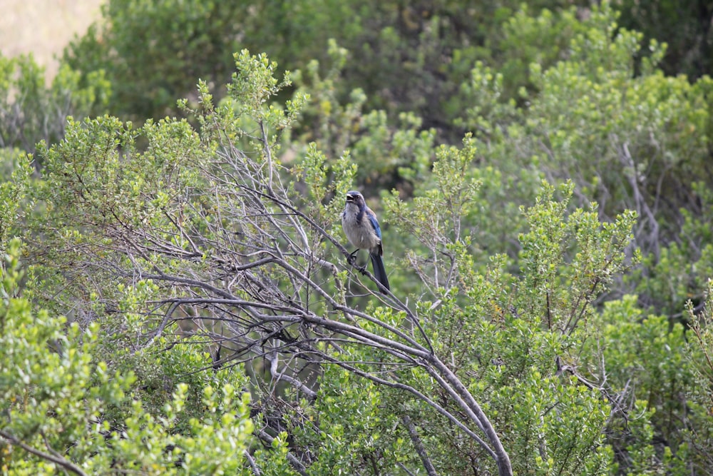 a bird sitting on top of a tree branch