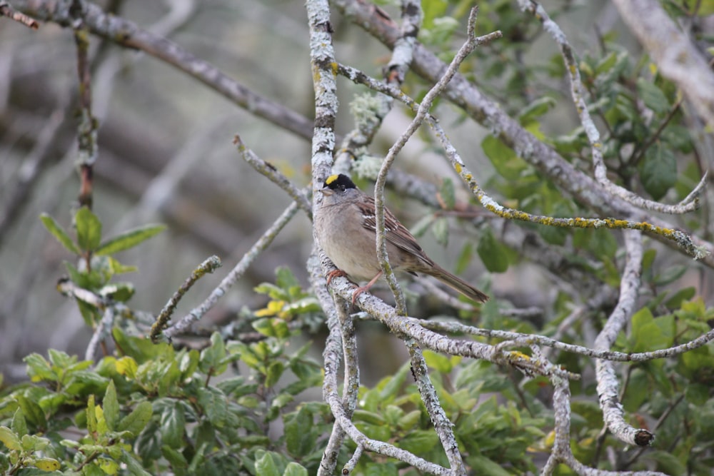 a small bird perched on a tree branch