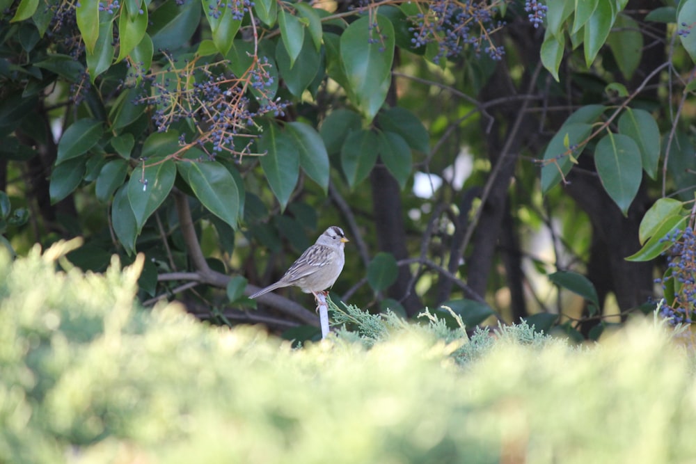 a small bird sitting on top of a grass covered field