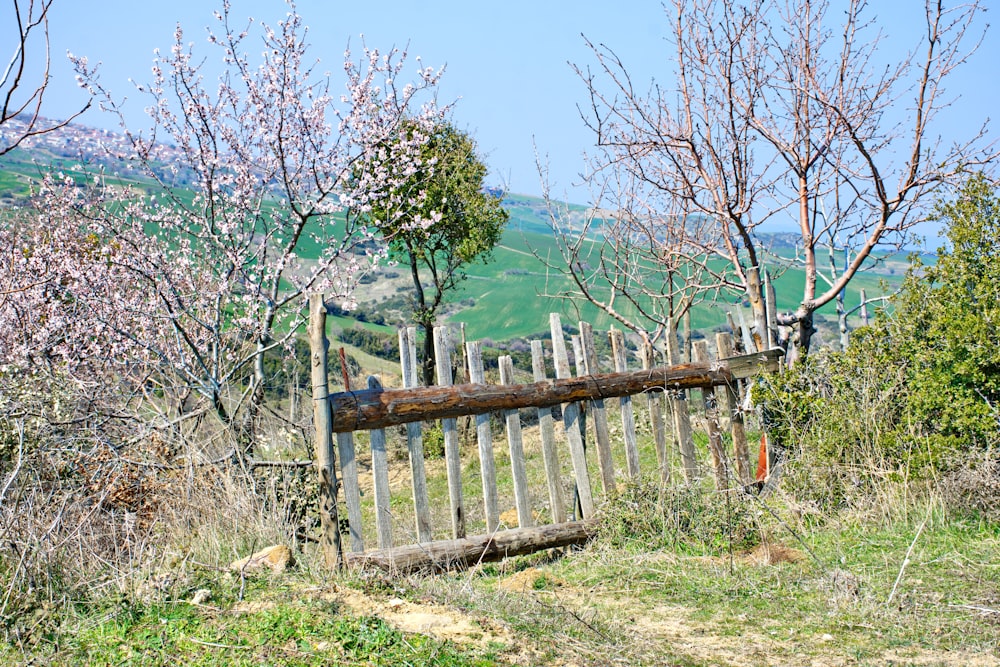 eine Holzbank auf einem üppigen grünen Hügel
