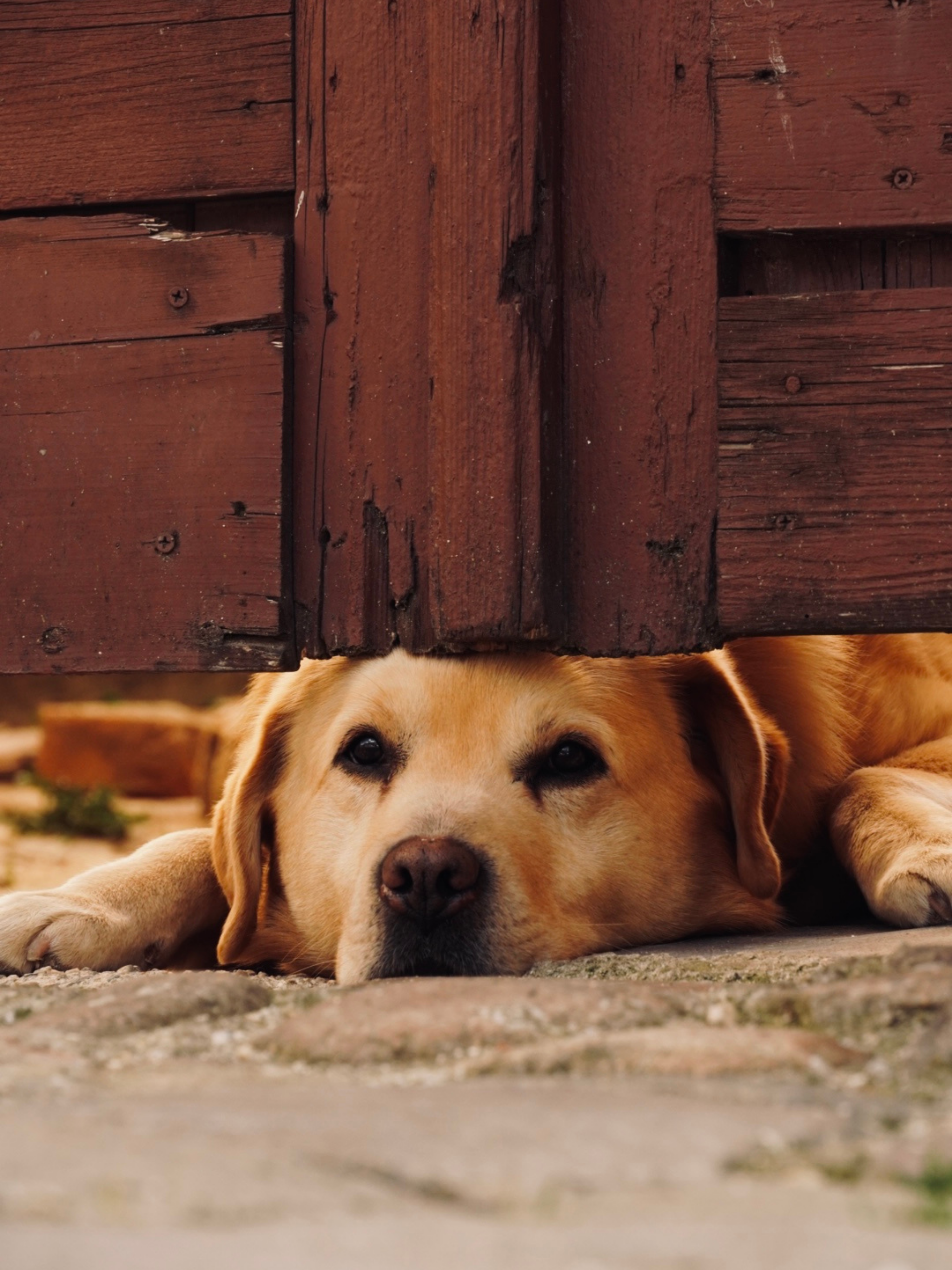 a dog is laying under a wooden door