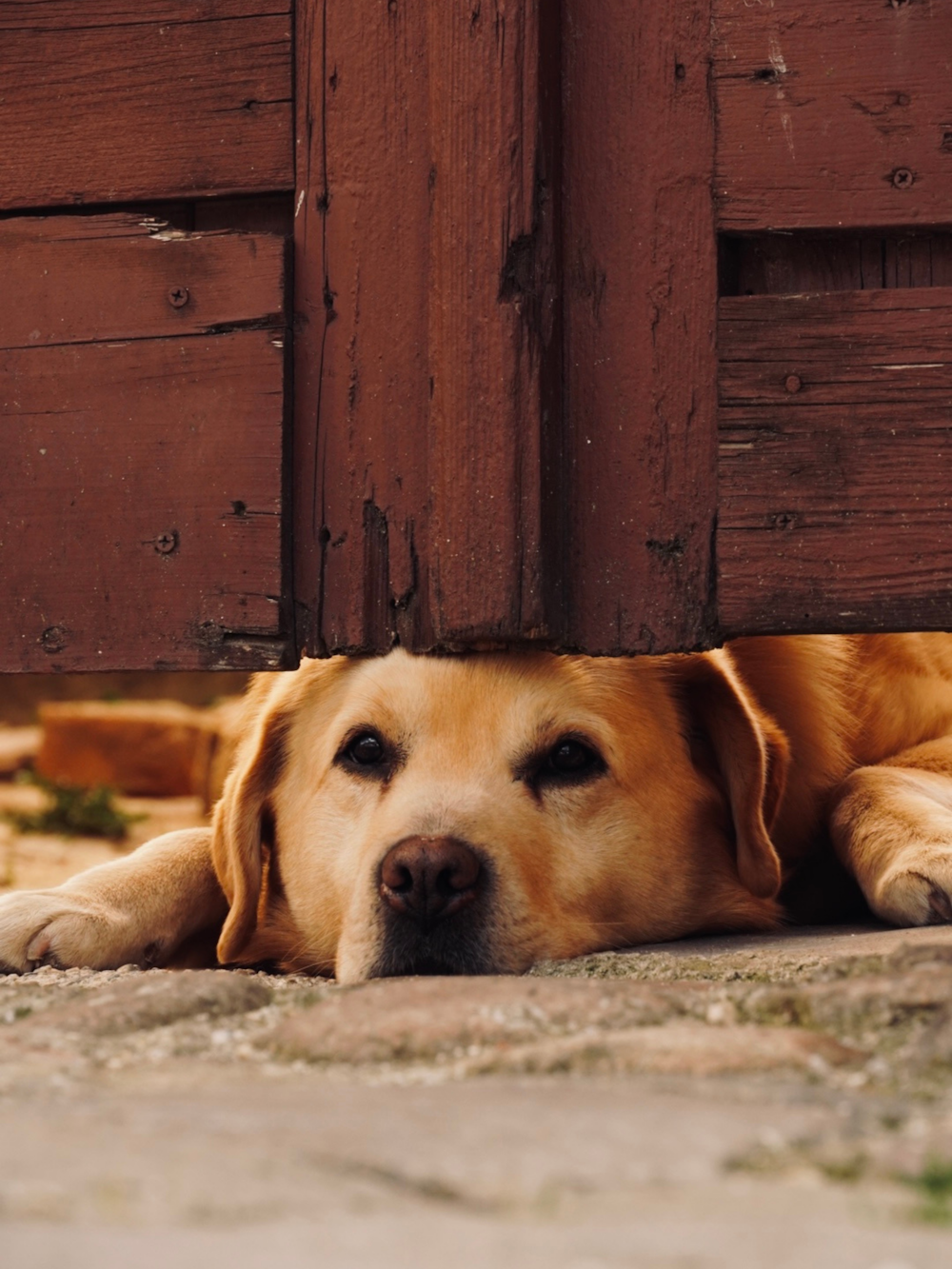 a dog is laying under a wooden door