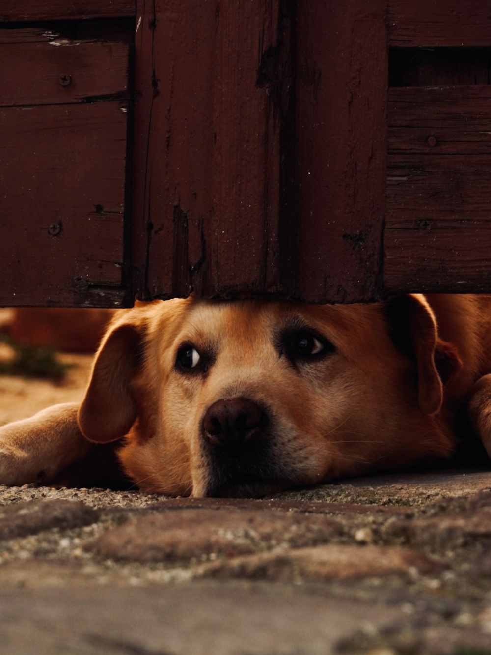 a brown dog laying under a wooden door
