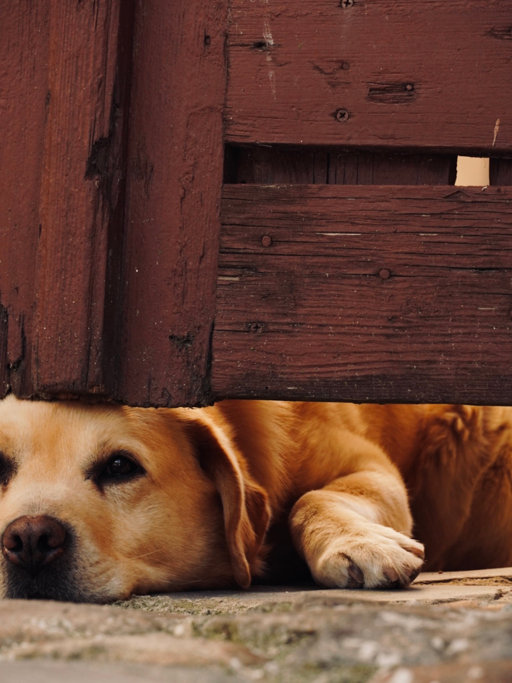 a brown dog laying under a wooden bench
