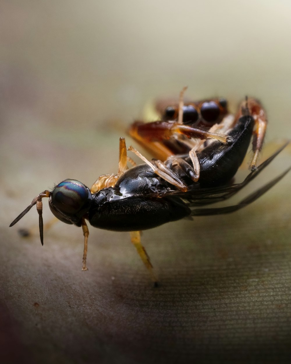 um close up de um bug em uma superfície