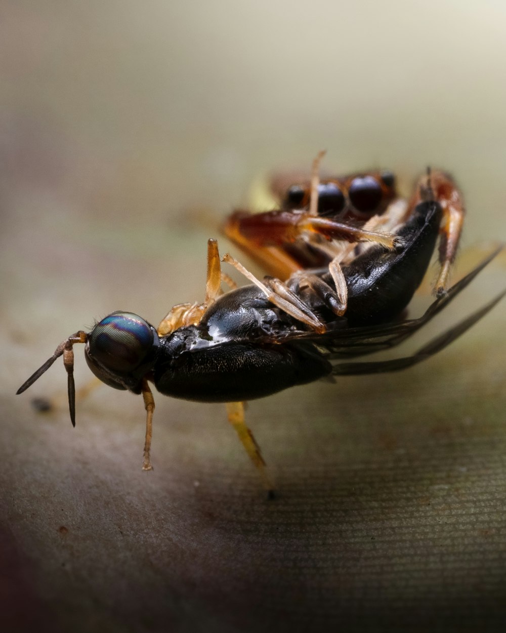 a close up of a bug on a surface