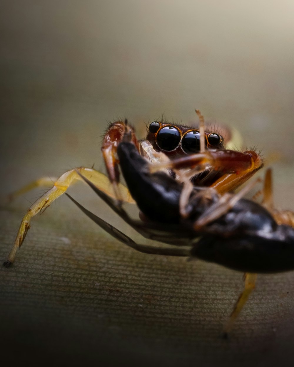 a close up of a spider on a surface