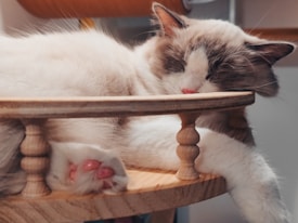 A fluffy cat is peacefully sleeping on a wooden platform with its head and paws draped over the edges. The cat's fur is cream-colored with dark accents around the face and ears. The platform has a natural wooden finish, and the environment appears cozy.