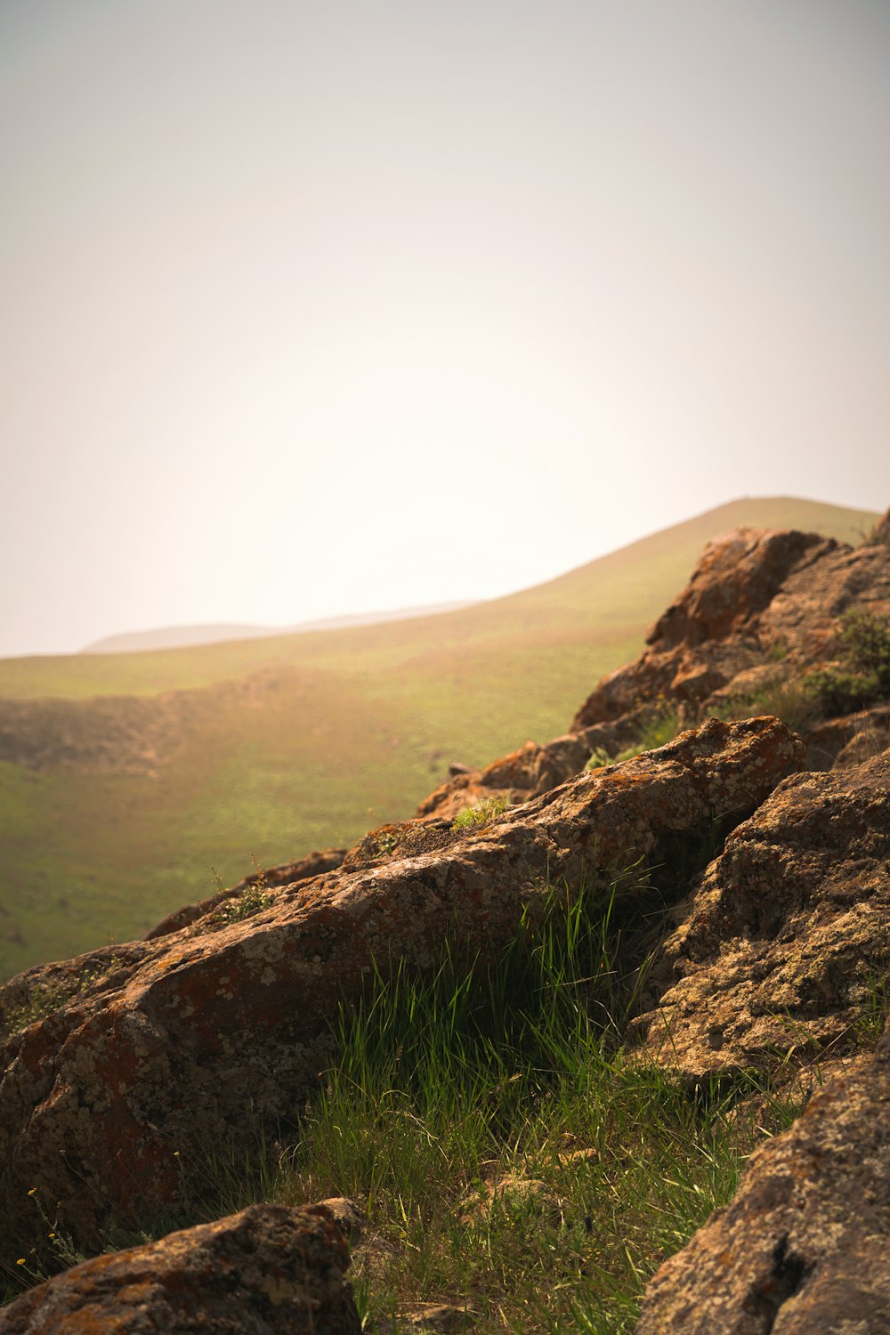 a lone sheep standing on top of a lush green hillside