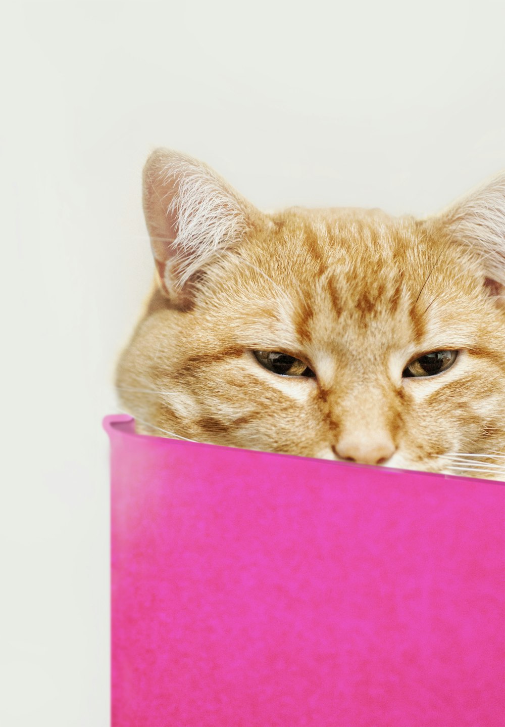 a cat that is laying down in a pink box