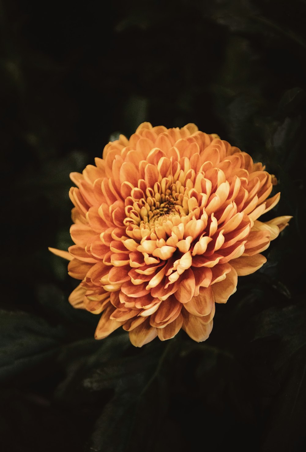 a close up of a large orange flower