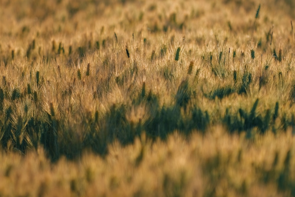 a field of tall grass with a bird in the middle of it