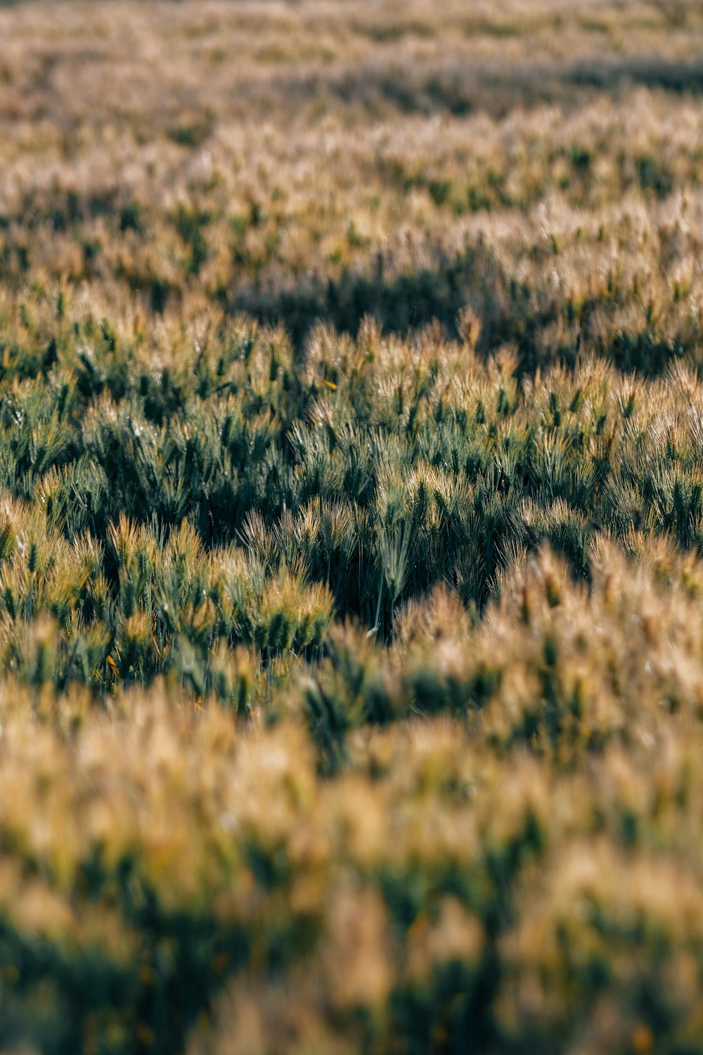 a bird is standing in the middle of a field