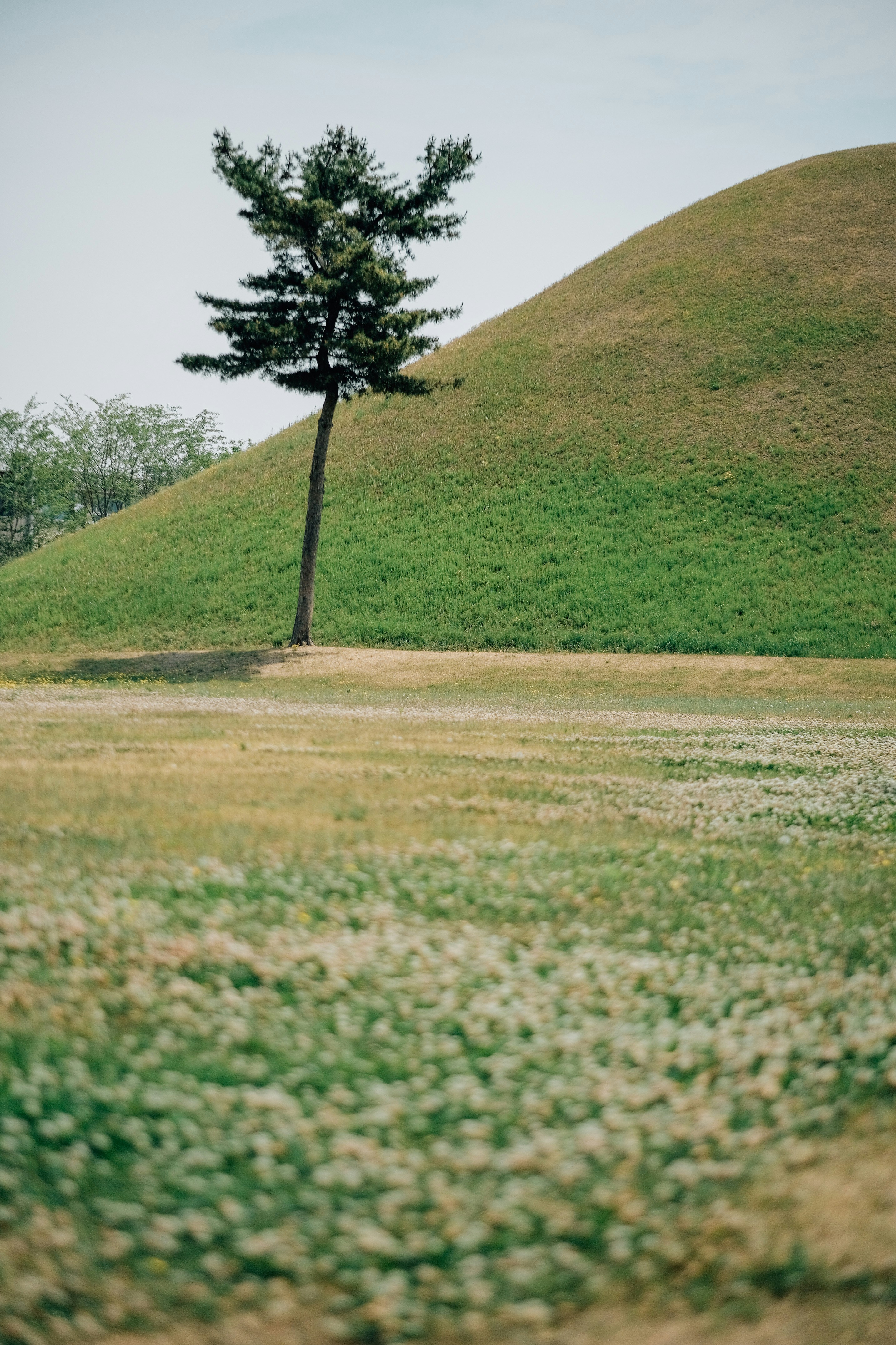 a lone tree stands in the middle of a grassy field