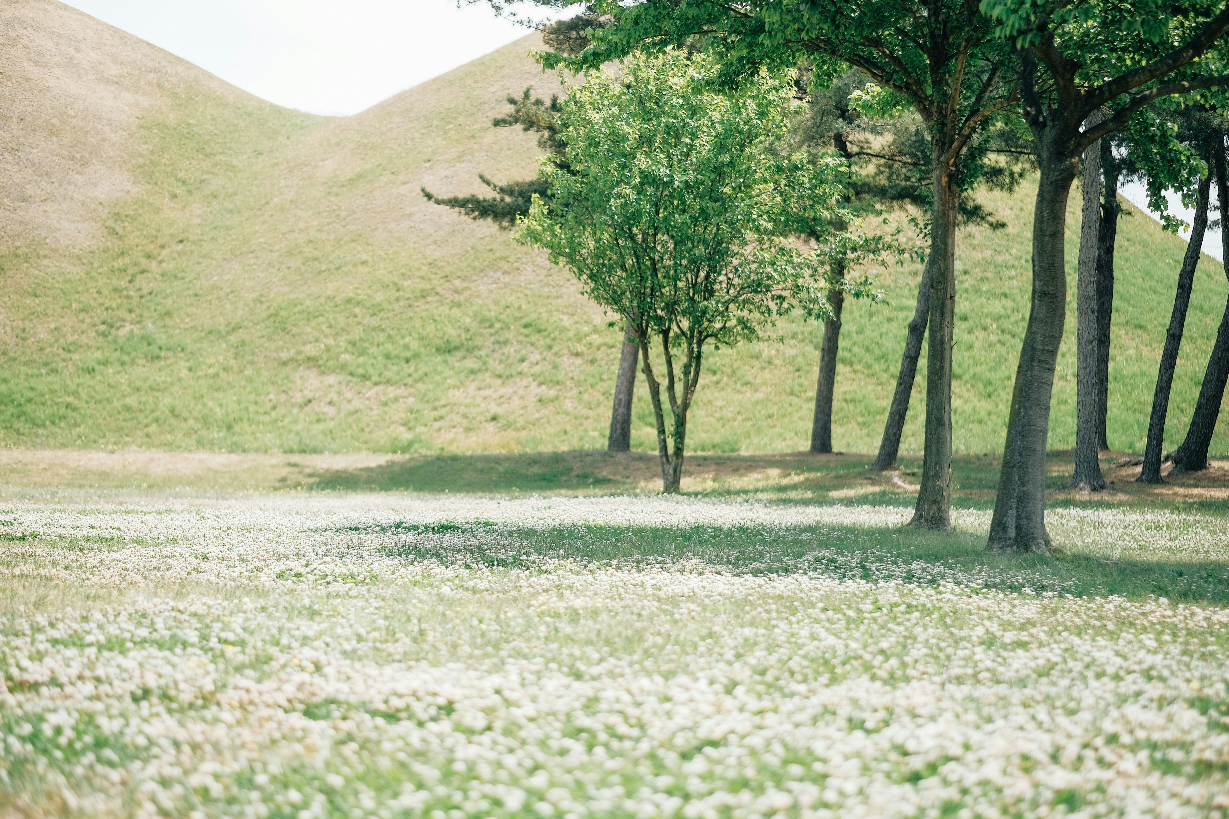 a grassy field with trees and a hill in the background, 
