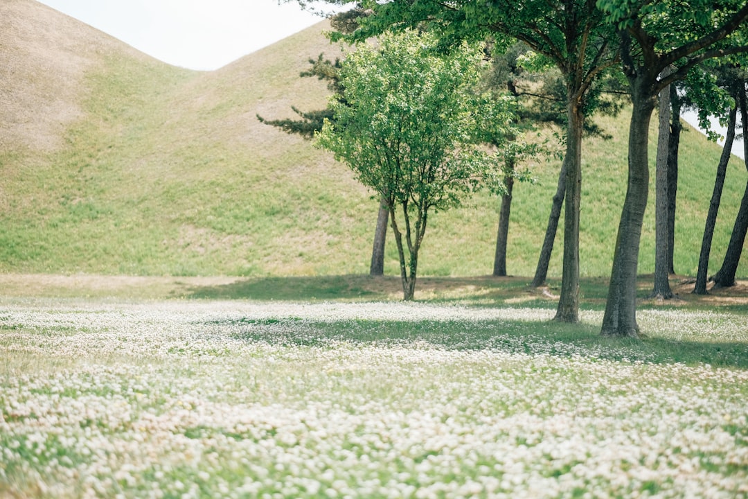 a grassy field with trees and a hill in the background,