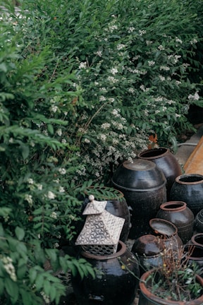 A collection of dark ceramic jars and pots is set against a lush background of green foliage with small white flowers. One pot has a decorative cover featuring a geometric pattern. The scene has a serene and natural ambiance.