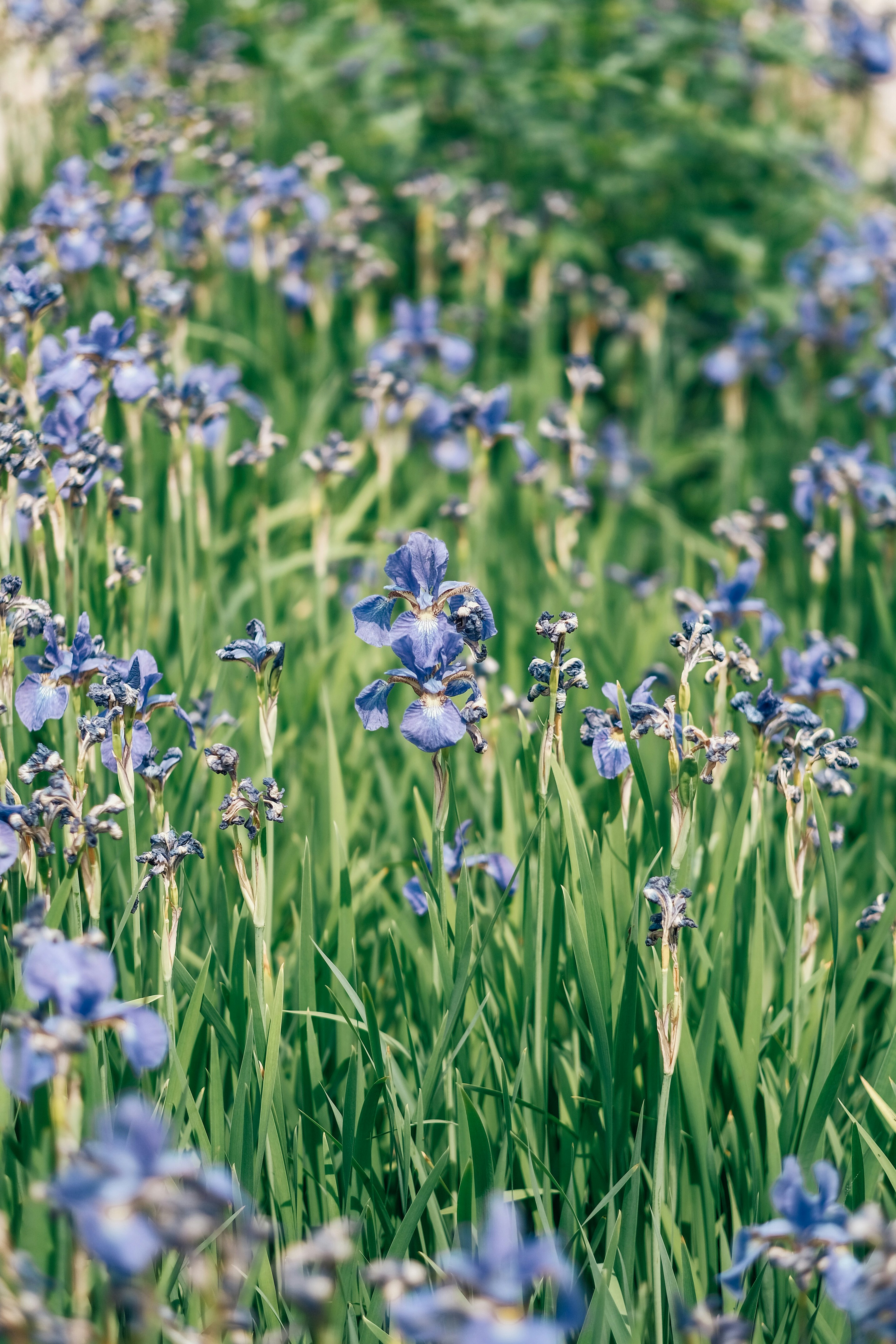 Photo by insungpandora