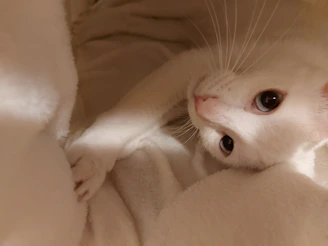 A cute cat with a neat trim and bright eyes looking cozy and clean