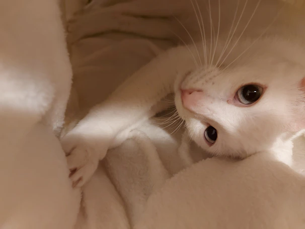 A cute cat with a neat trim and bright eyes looking cozy and clean