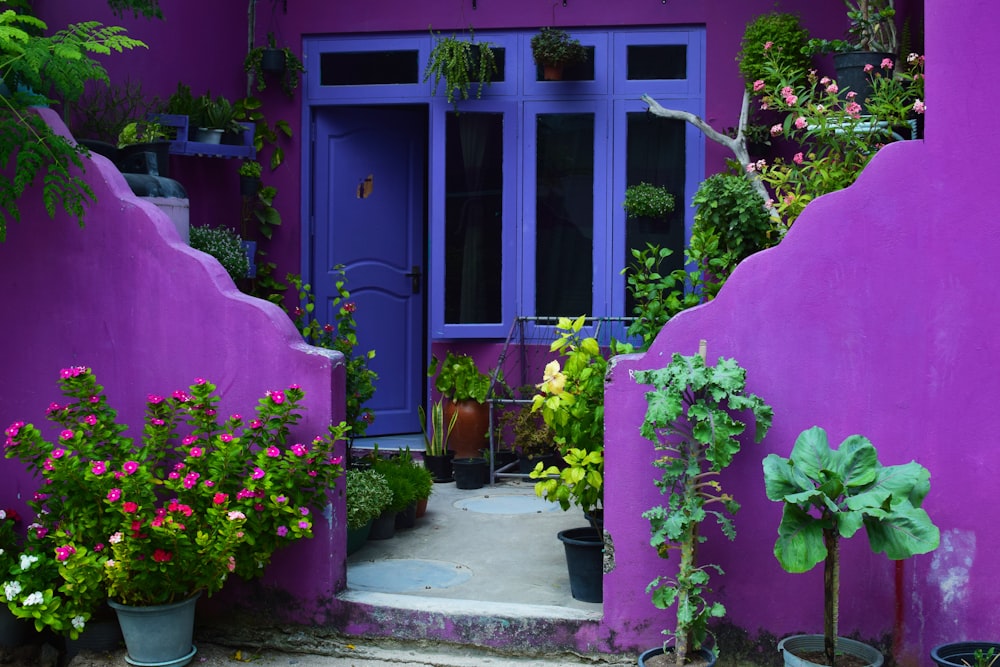 a purple house with potted plants in front of it
