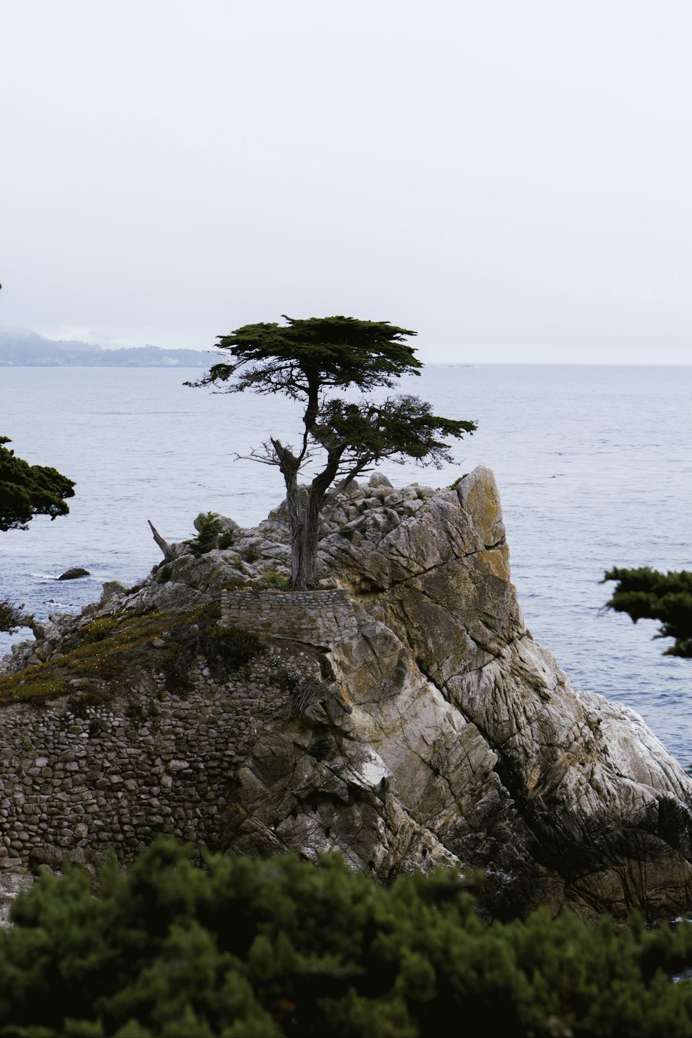 a lone tree on a rocky outcropping by the ocean