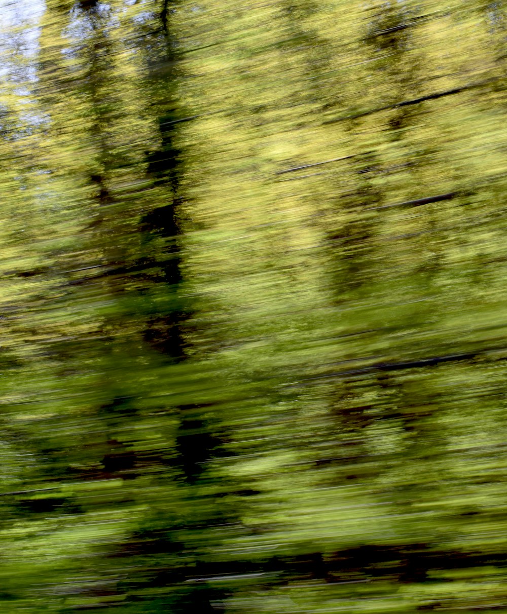 a blurry photo of trees in the woods