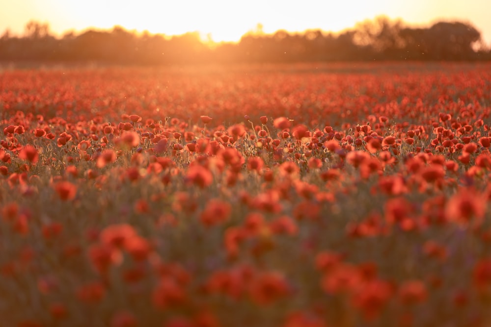 a field full of red flowers with the sun in the background