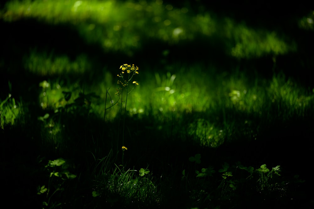 a small yellow flower sitting in the middle of a field