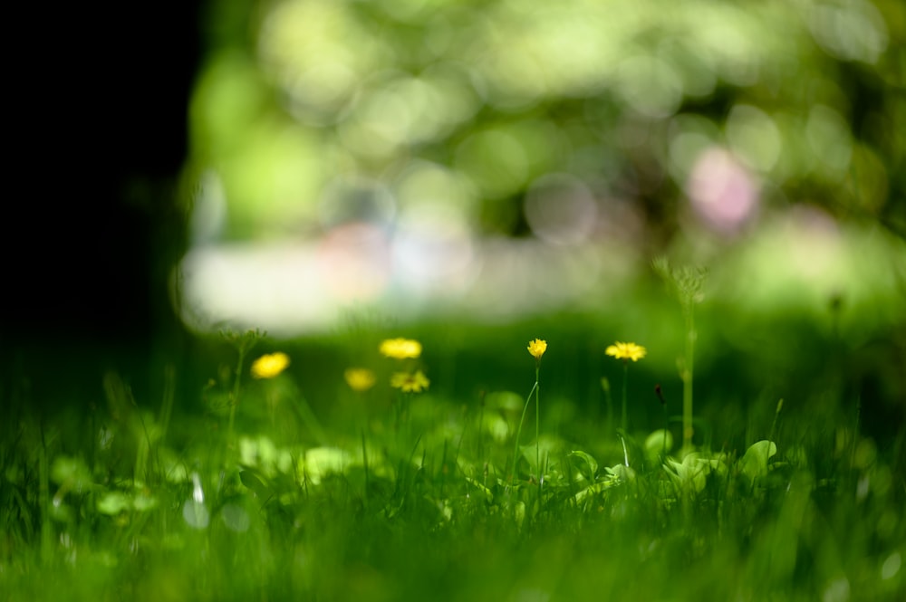 a blurry photo of some grass and flowers