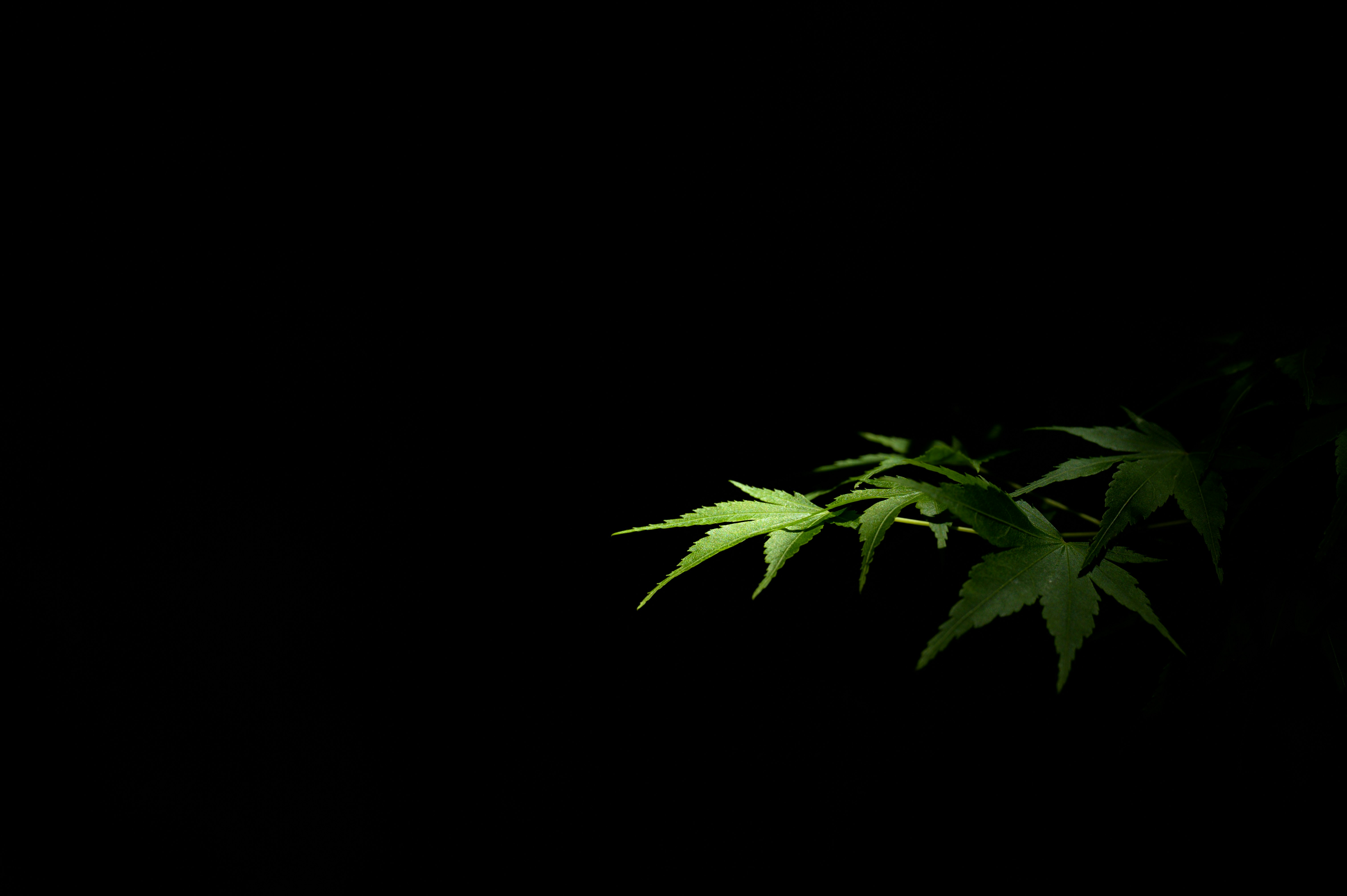 a green plant in the dark on a black background