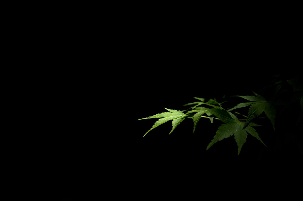 a green plant in the dark on a black background