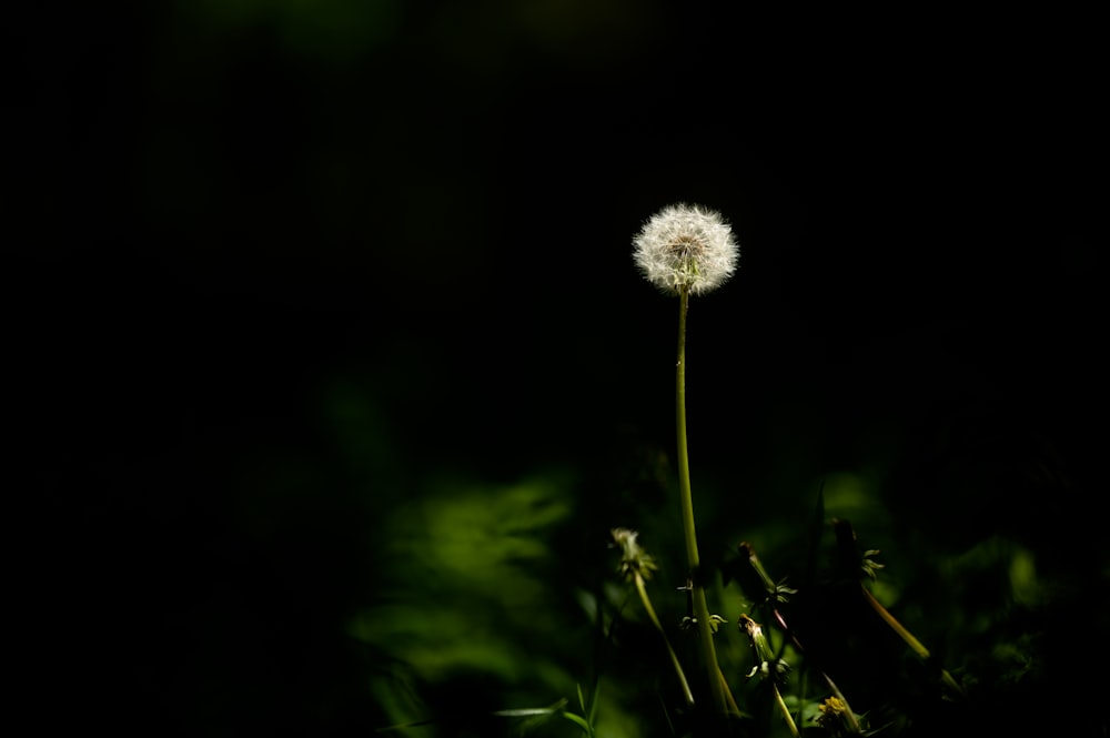 a dandelion in the dark with a black background